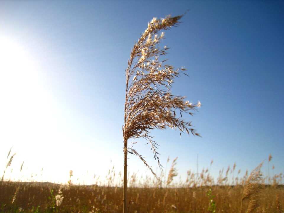 Sea grass field cereals