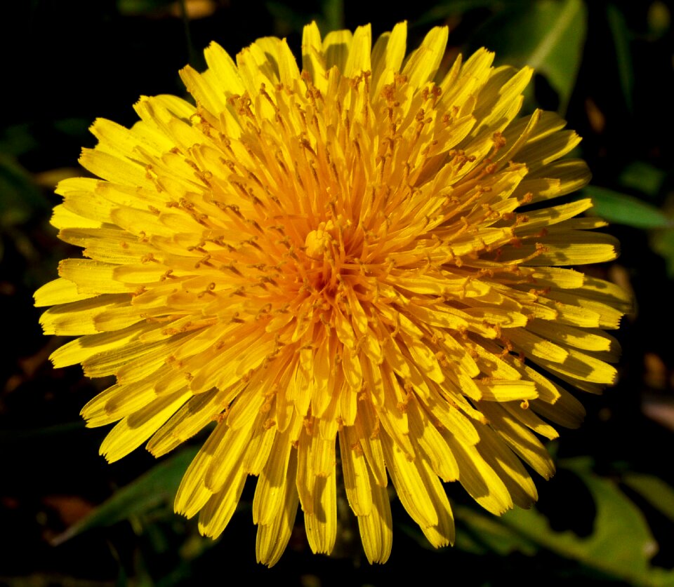 Complex stamp stamens