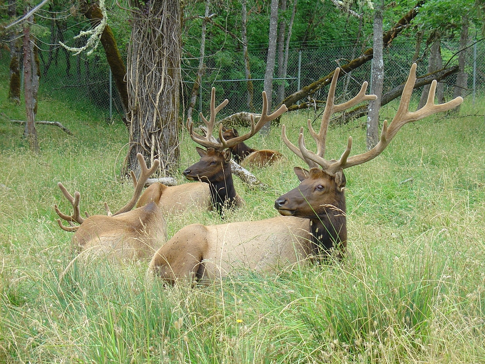 Animal antlers mammal
