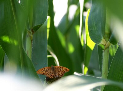 Wings foliage green photo