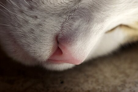 Domestic cat sleeping cat muzzle photo