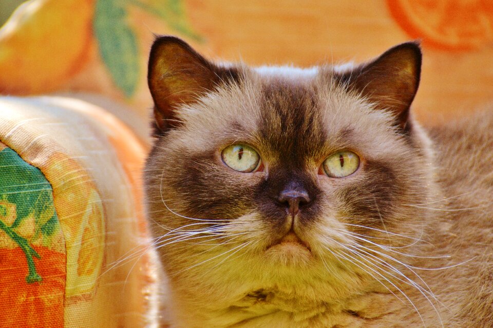 British shorthair thoroughbred fur