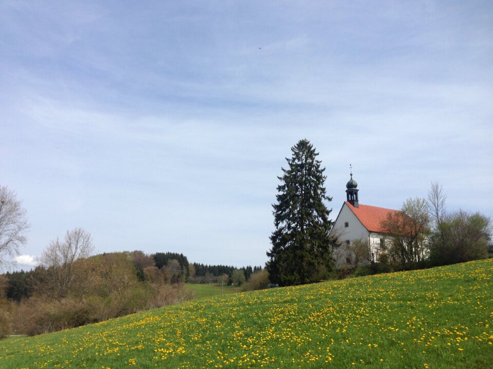 Tree fir tree danube valley