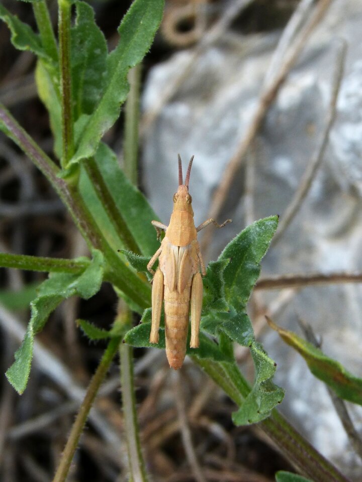Grasshopper orthopteron lobster