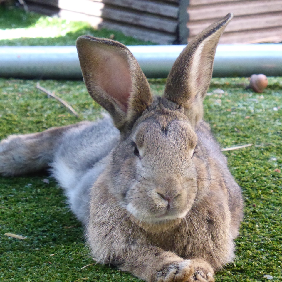 Rest easter animal