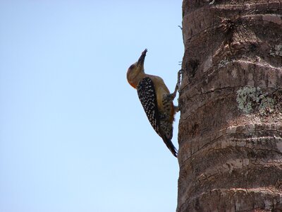 Nature bird landscape