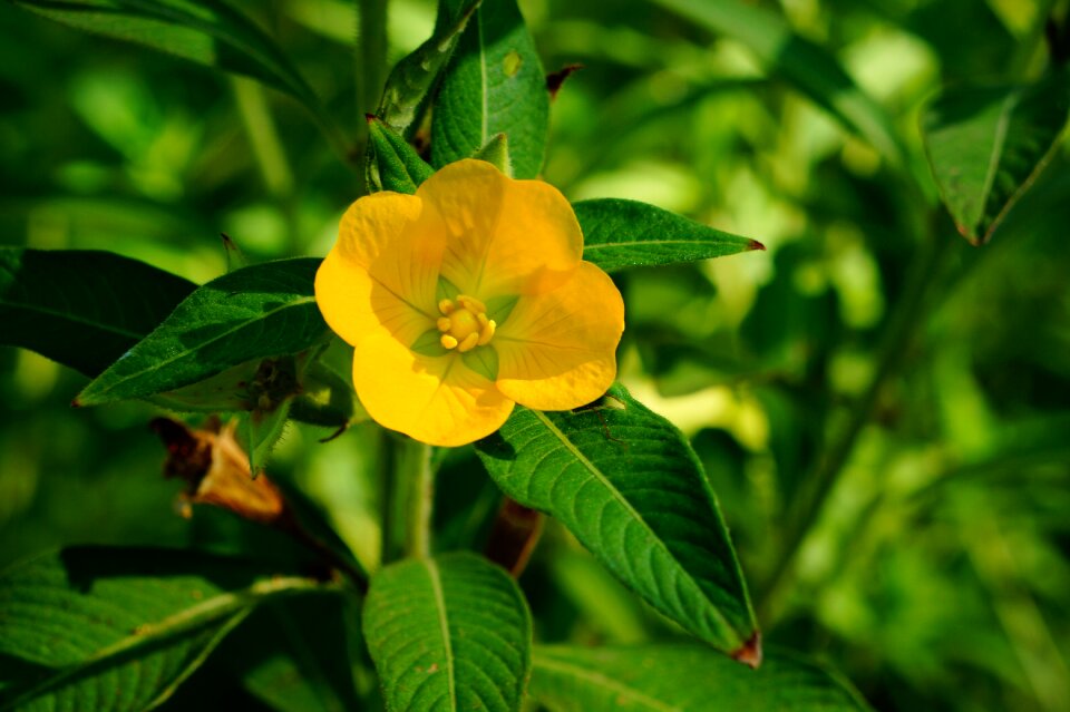 Nature green yellow