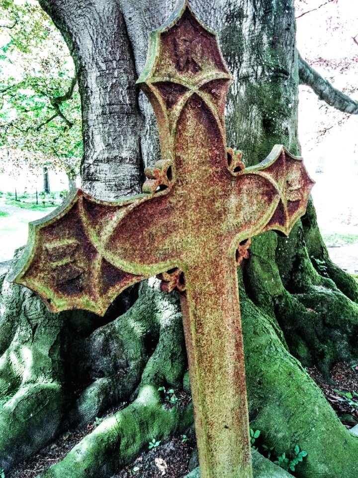 Cemetery tree old cemetery
