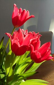 Tulips spring bouquet