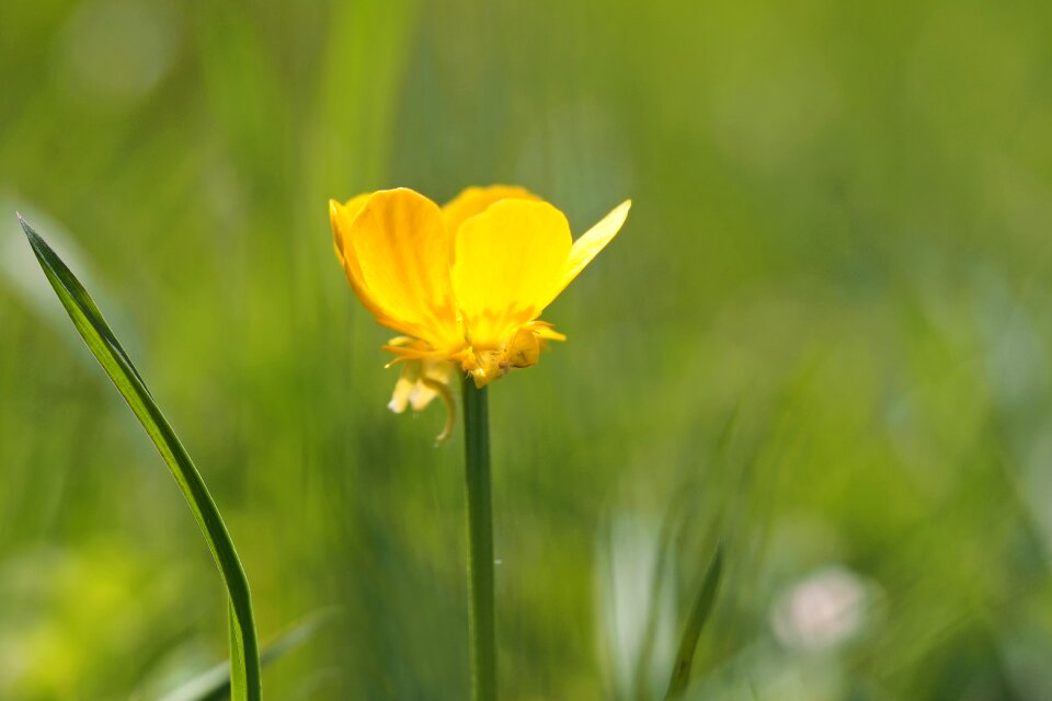 Yellow in the grass green