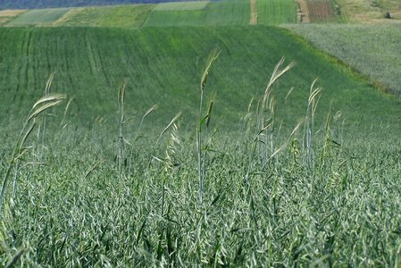 Ears oats barley