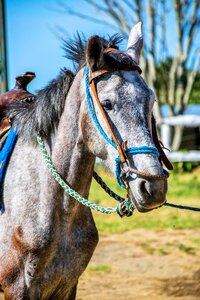 Horse riding nature love animals photo