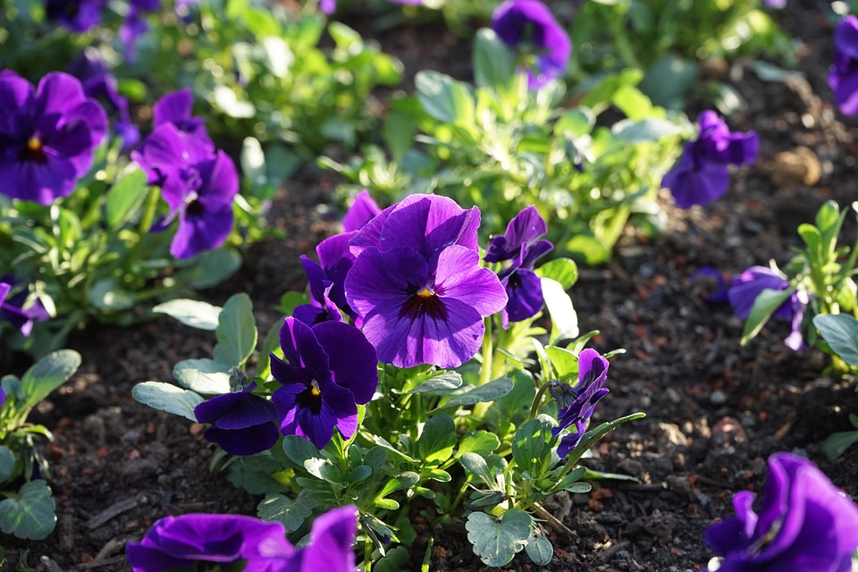 Bloom violet viola