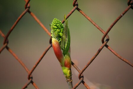 Bud branch leaf