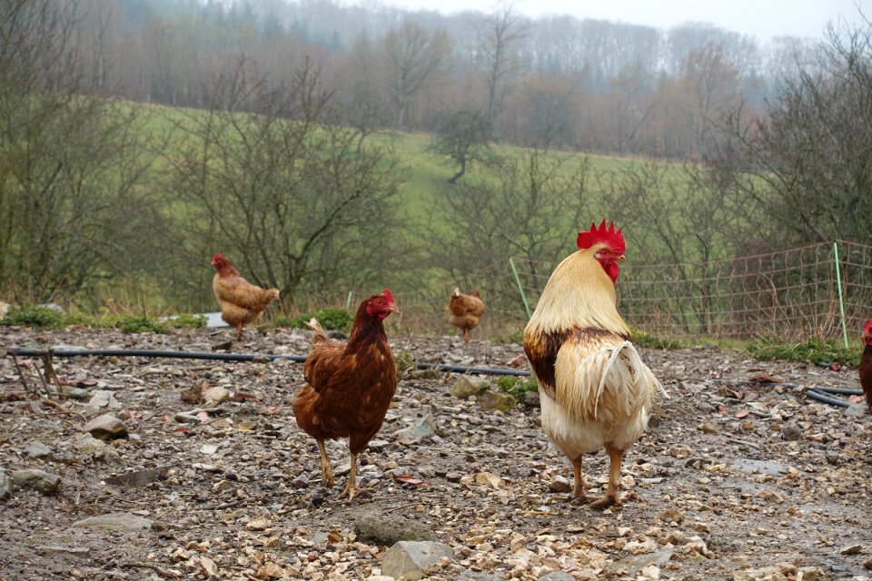 Field poultry chicken coop