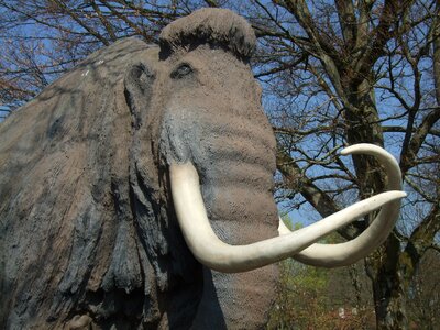 Mammoth animal tusks