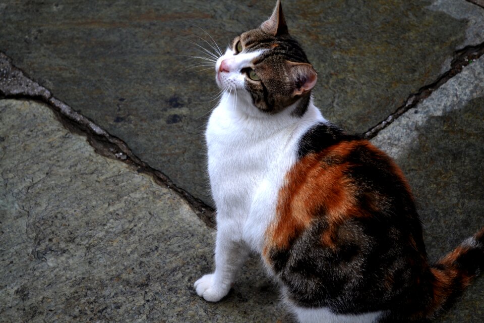 White animal