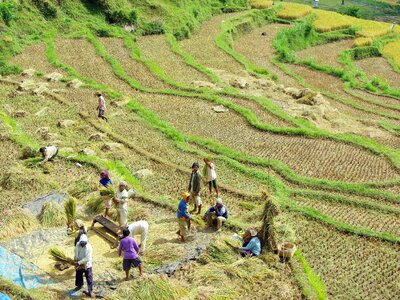 Winnowing rice field peasantry photo