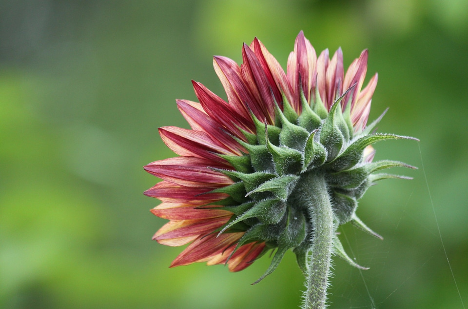 Flowers plant sunflower