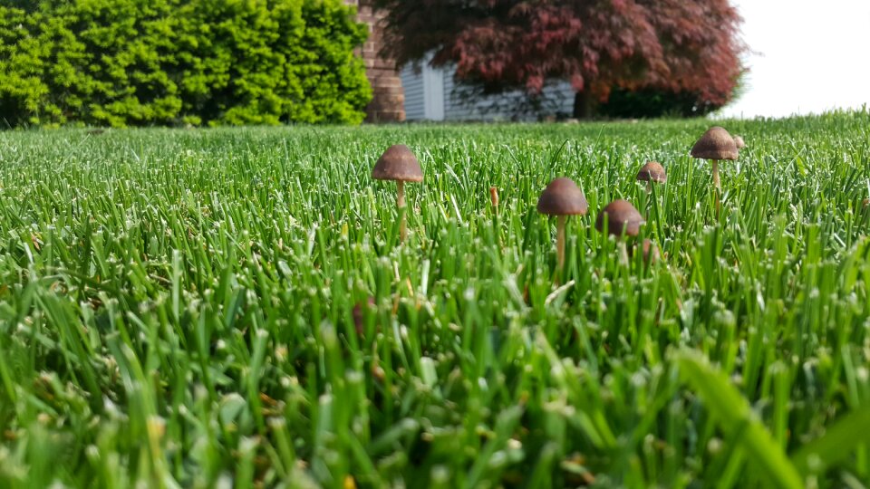 Fungus nature wild photo