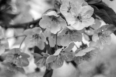 Blossom bloom cherry blossom
