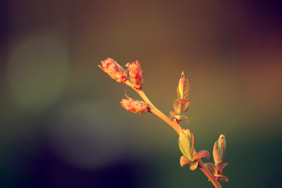 Nature bud plant