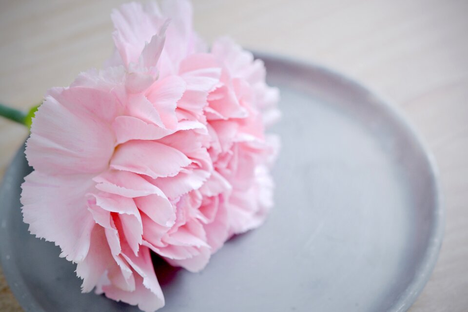 Blossom bloom petals