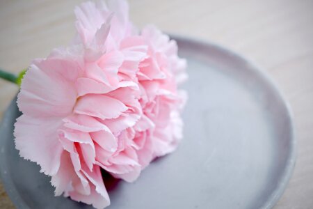 Blossom bloom petals