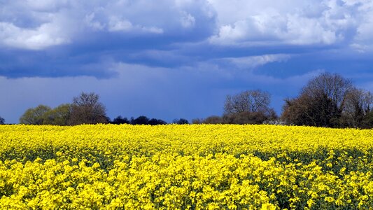 Nature landscape golden photo