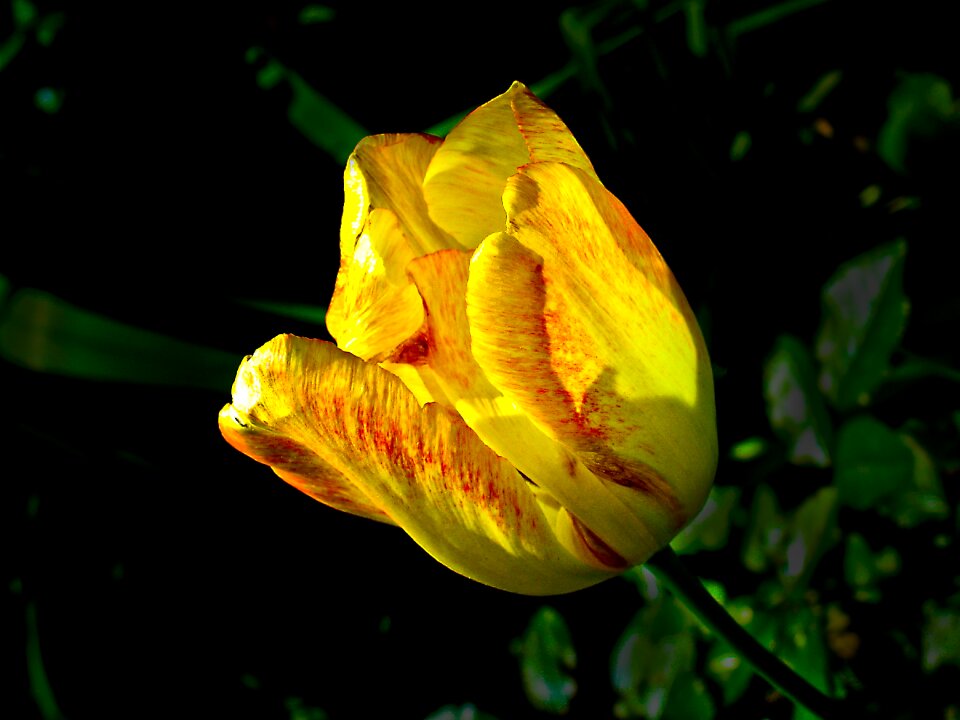 Flora nature bloom