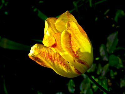 Flora nature bloom