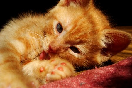 Small pet charming