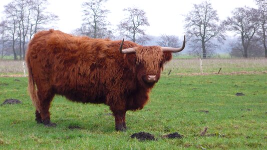 Netherlands marum beef