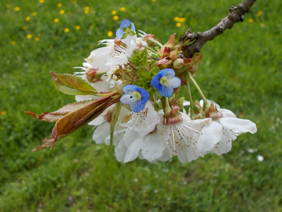 Close up flower spring