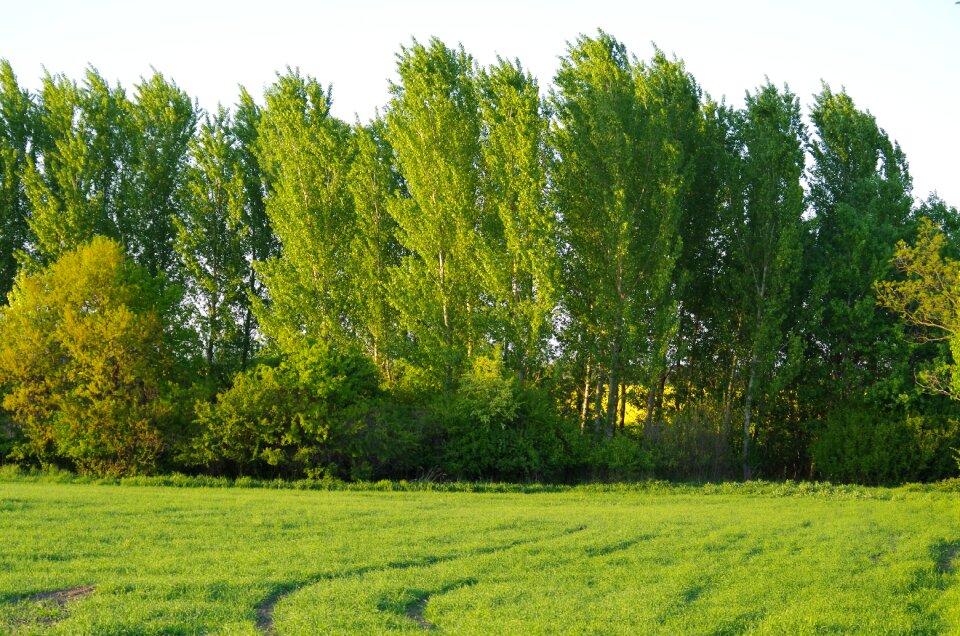 Field nature country