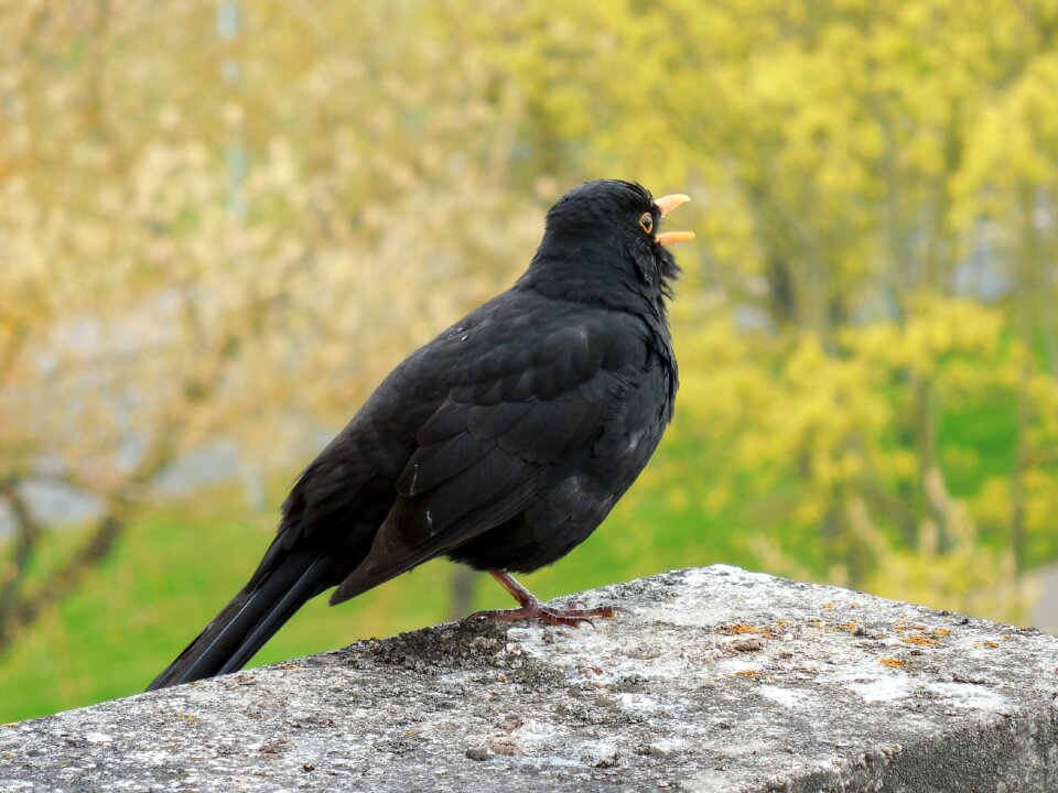Bird songbird spring