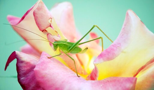 Rose flower insect photo