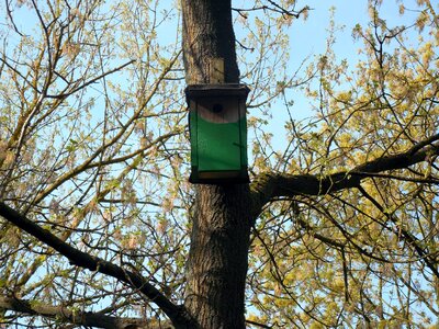 Hatchery bird feeder nesting box photo
