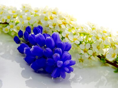 Plant wellness massage
