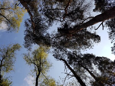 Spring nature sky
