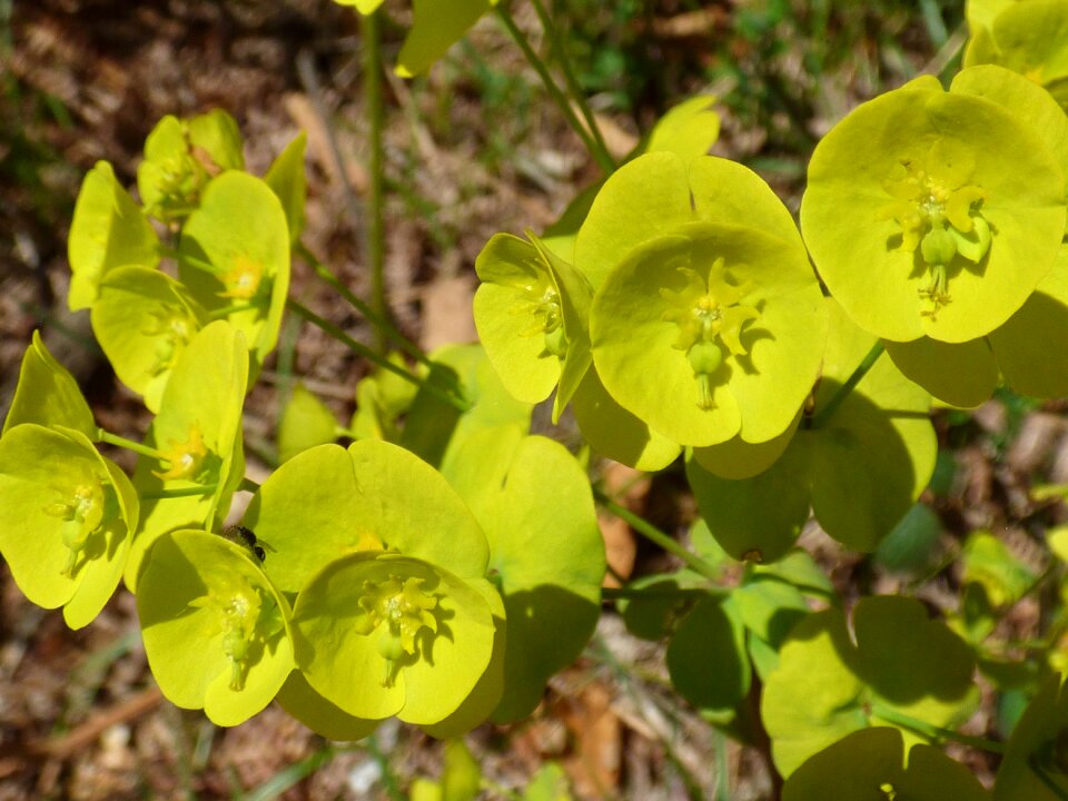 Flower wood spurge yellow