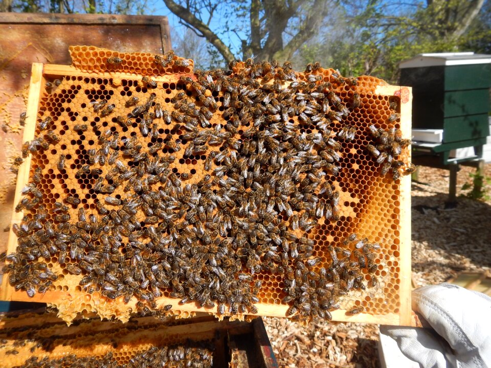 Honey beekeeping bee