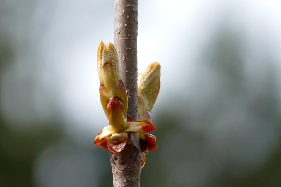 Bloom nature spring awakening