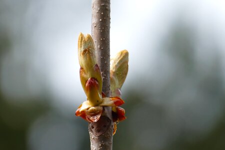 Bloom nature spring awakening