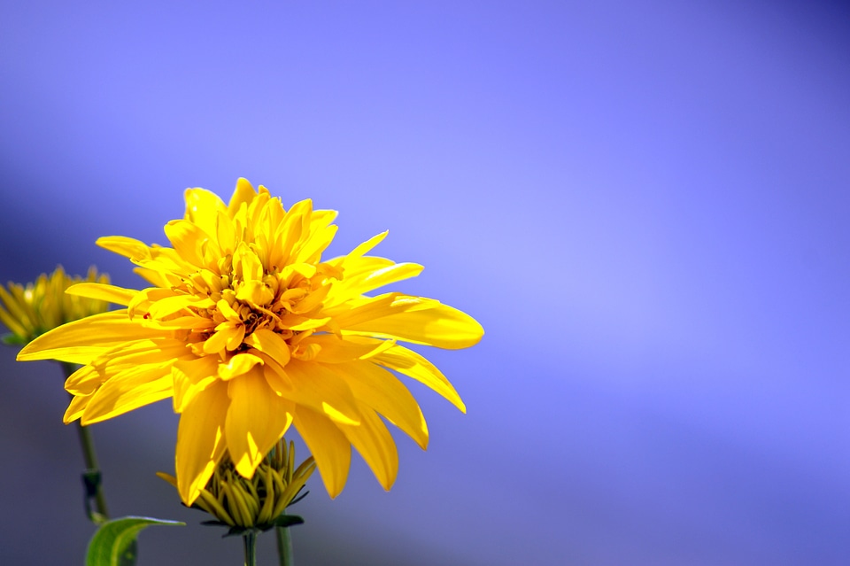 Plant freedom yellow