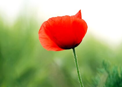 Poppy red poppy blossom photo