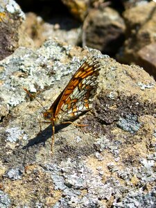 Rock orange butterfly montsant photo