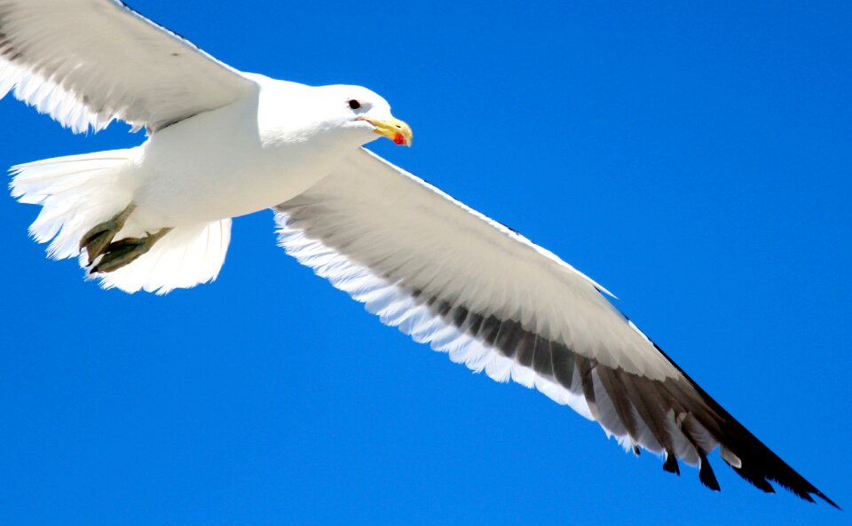 Feather bird flying