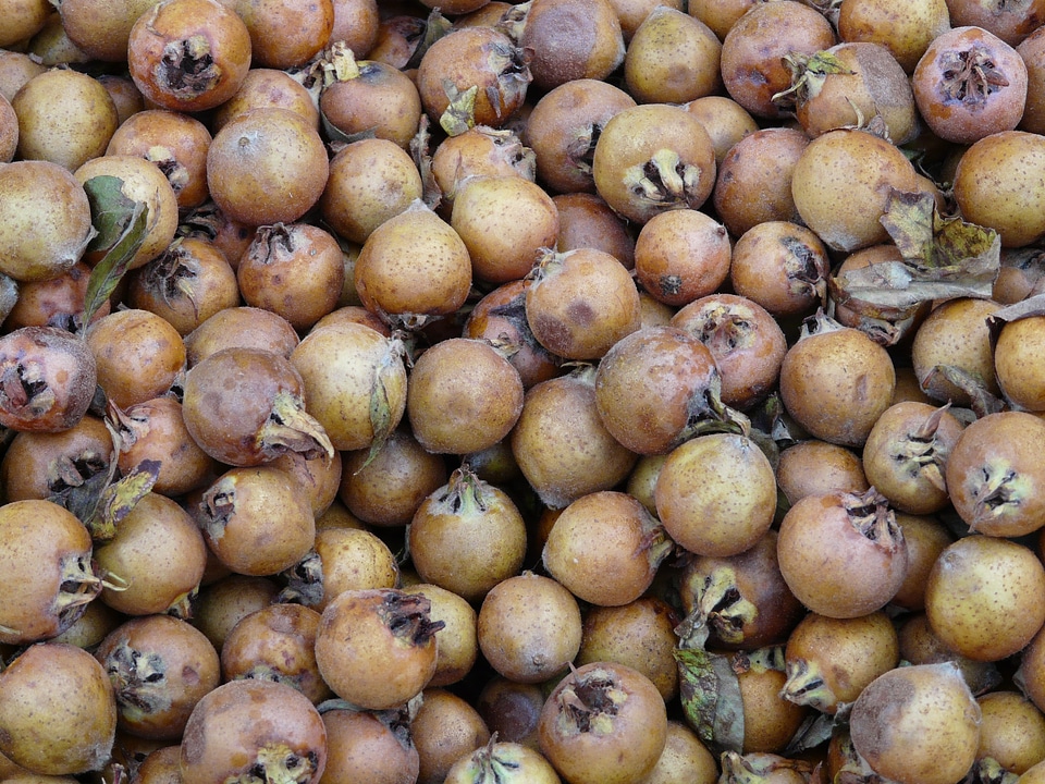 Pome fruit mostbirnen pears