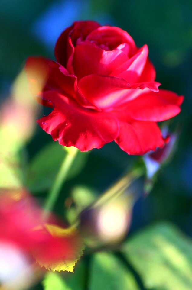 Garden nature love